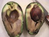 Tips To Identify Rotten Avocado